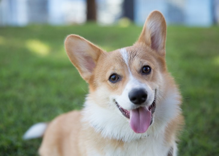 Louis (pictured) is a Pembroke (long tail) Welsh Corgi