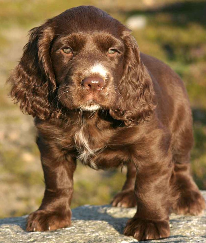 Sussex Spaniel