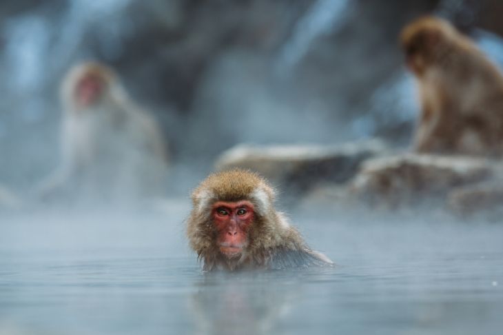 7 Alternative Japanese Destinations - Monkey Park