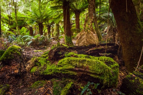 Bruny Island