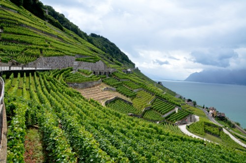 Lavaux Vineyards