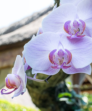 Orchid